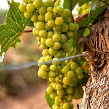 Time to Wine cadeaubon